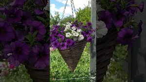 Калибрахоа-обзор сортов с названиями. Часть 1