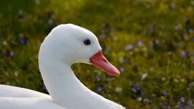 Head of a Coscoroba Swan (Coscoroba coscoroba) / Kopf eines Coscorobaschwans смотреть онлайн
