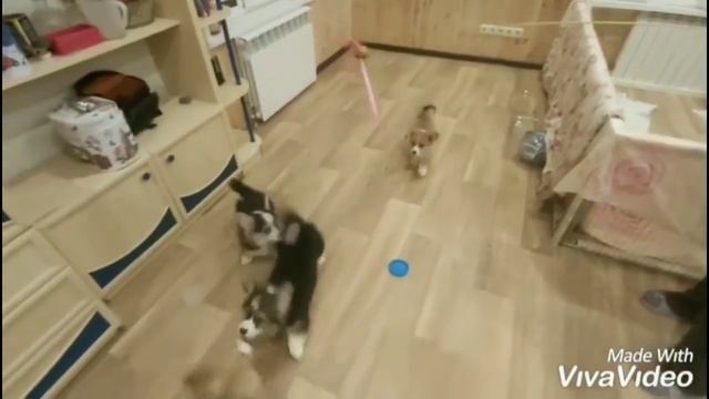 Щенки вельш корги пемброк д.р 04.09.2019 смотреть онлайн