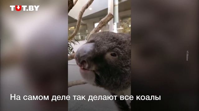 Жуть! Как кричат коалы смотреть онлайн