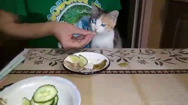 Кошка ест соленые грибы, оливки и огурцы смотреть онлайн