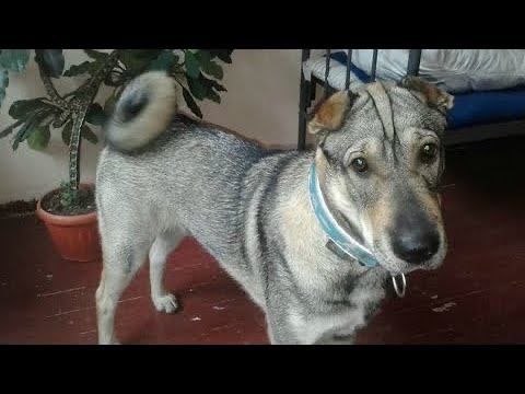 Хаски полюбил шарпея, но, когда хозяйка увидела щенков от «запретной» любви, то не сдержала смеха смотреть онлайн