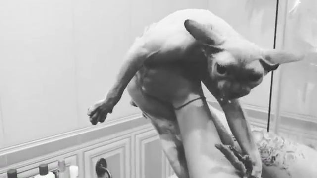 😈😈😈Демон в бешенстве😈😈😈 (🐱 котэ после мойки)😈 смотреть онлайн