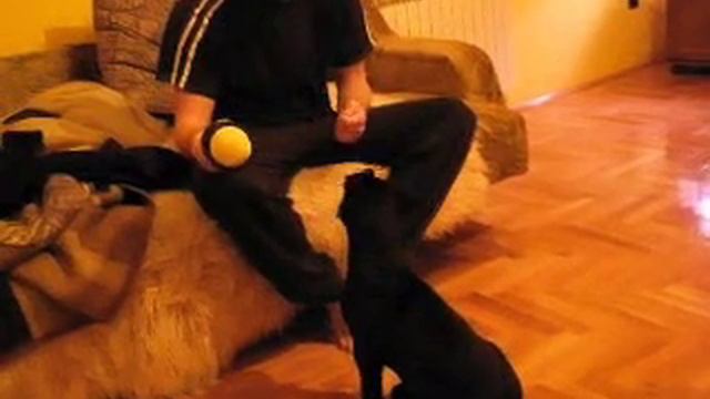 Pit Bull Kan Trening смотреть онлайн