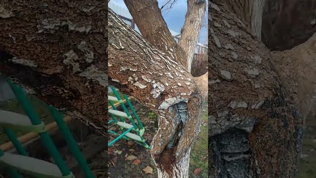 Тутовник обрезка смотреть онлайн