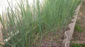 Какой ЛУК НА ПЕРО вырос ИЗ СЕМЯН?!