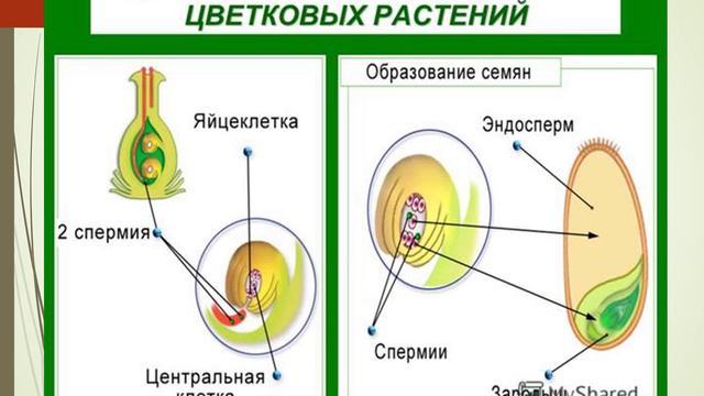 Ботаника в картинках