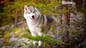 #Животные тайги