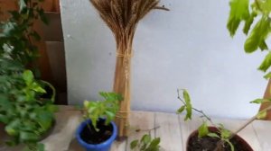 Готовим Дуранту к пышному цветению на следующий год. Выращивание и размножение осенью.