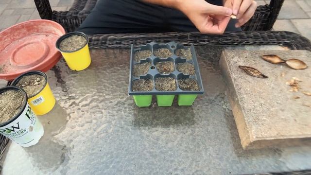 Planting Plumeria Seeds смотреть онлайн