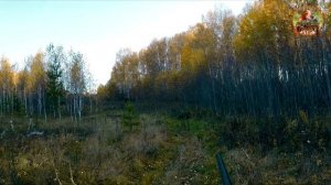 Охота на ВАЛЬДШНЕПА и РЯБЧИКА со спаниелем. КРАСИВЫЕ РАБОТЫ СОБАКИ.