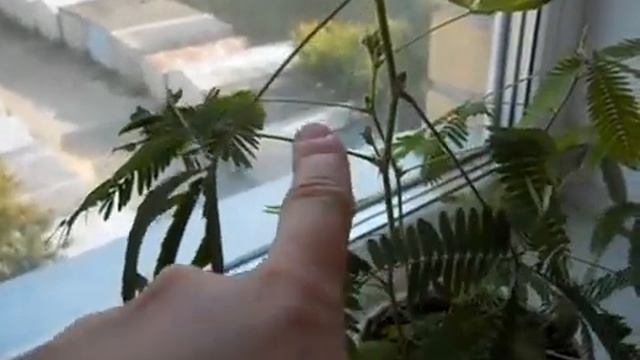 Mimoza stydlivaya 360 смотреть онлайн