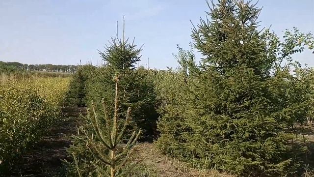 Ель обыкновенная зеленая | Plante.md смотреть онлайн