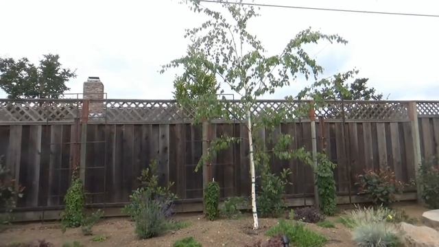 США 3888: Бэкъярд-плантация в динамике