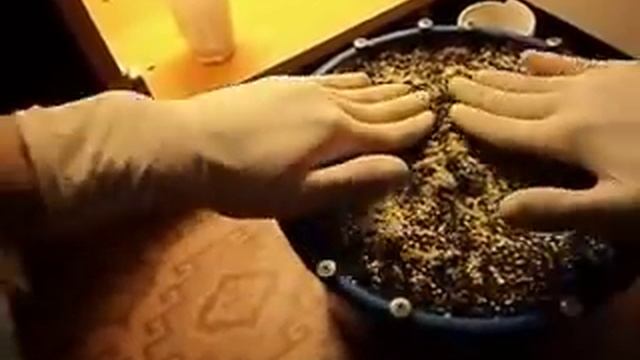 Пересадка саженцев смотреть онлайн