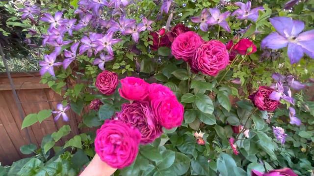 Purple clematis vine flower review , roses and clematis, celestial night rose best vine for trellis смотреть онлайн