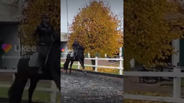 Конный спорт ? смотреть онлайн