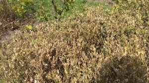 SOS!Самшитовая огневка - как бороться?