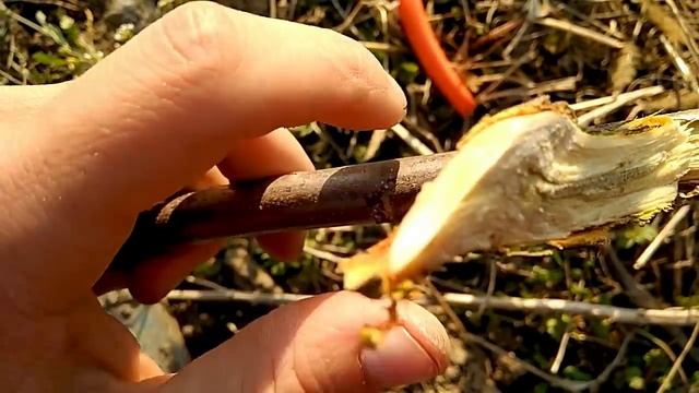 Копулировка и окулировка в разрезе смотреть онлайн