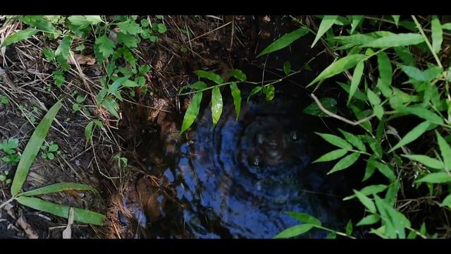 温泉水で淹れるコーヒー - 大自然の中をハイキング смотреть онлайн