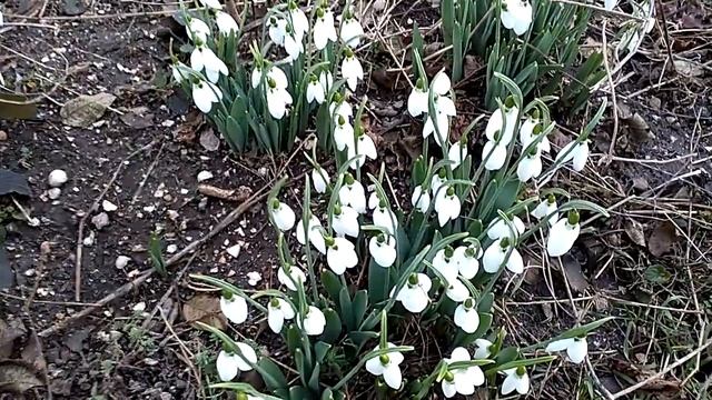 Подснежник ~ Snowdrop ~#Галантус. смотреть онлайн