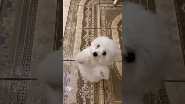 Клауди танцует. https://t.me/bishontoypudel #бишонфризе #собака #щенок #танцы #ламбада #весело смотреть онлайн