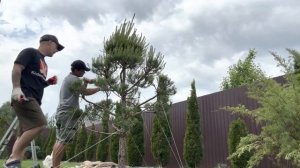 Стрижка сосны в традиционной японской технике!!! Ниваки. Бонсай. Структурная обрезка! Япония.