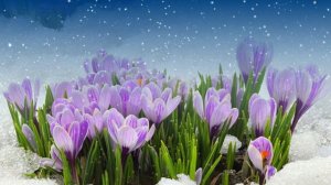 Футаж. Цветы на снегу 58