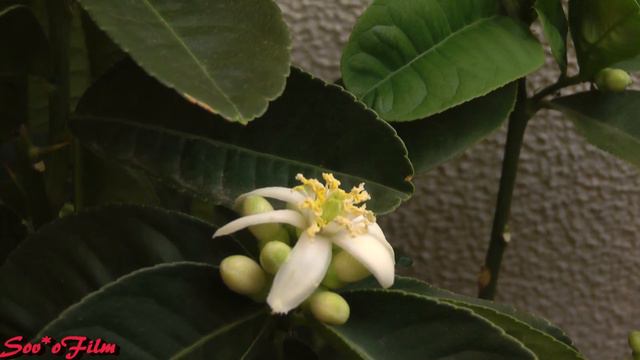 Citrus medica Budda's Hand. смотреть онлайн