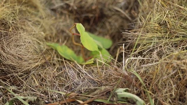 Посадка киви, просто и правильно смотреть онлайн