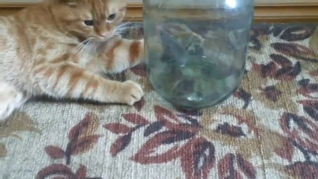 Как научить кота мышей ловить? смотреть онлайн