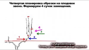 ? Не соблюдая  это правило обрезки даже не думайте об урожае. Школа виноградаря. Часть № 11.
