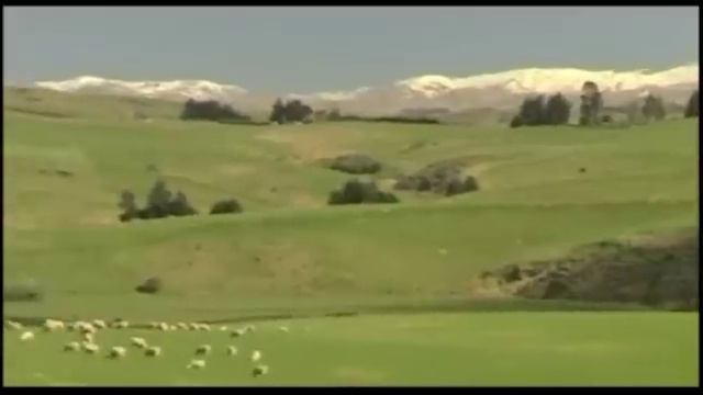 SmartWool - Merino Sheep