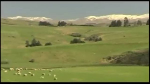 SmartWool - Merino Sheep