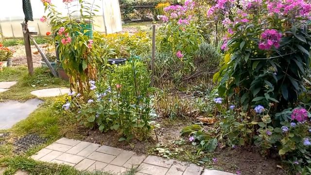 Перебираю сливы/ Как она забралась? смотреть онлайн