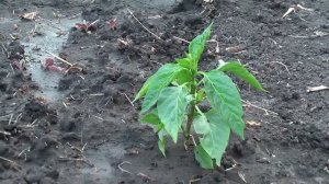 Будет ли плодоносить рассада из семян перца купленного в супермаркете