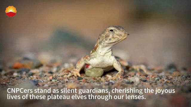 Совершите путешествие на нефтяное месторождение Цинхай смотреть онлайн