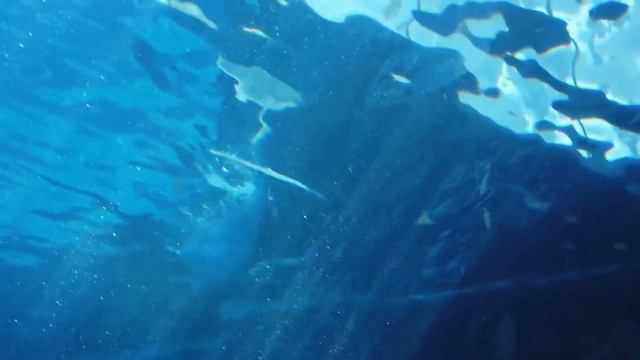 Have a pleasant moment of relaxation with dolphins смотреть онлайн