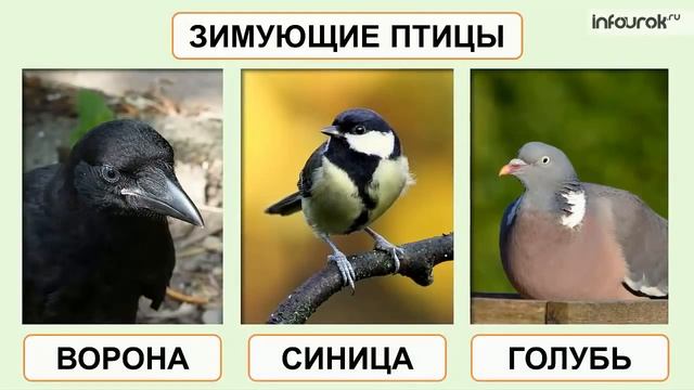 Окружающий мир для детей смотреть онлайн