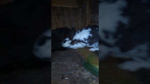 проверяем беременность крольчихи смотреть онлайн