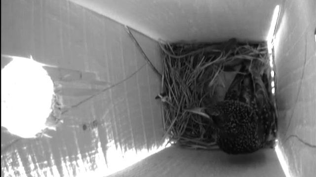 Про обустройство гнезда и атаки конкурентов смотреть онлайн