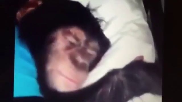Обезьяна спит, приколы с животными смотреть онлайн