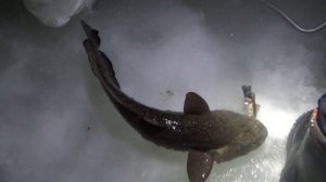 Рыбалка Налим на стук