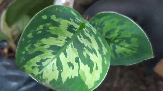Homalomena Wallisii Camouflage / How To Propagate Homalomena Plant