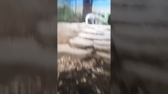 Пошли в зоопарк смотреть онлайн