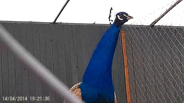 птичий дворик смотреть онлайн