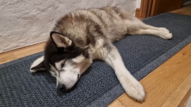 Old Husky Can't Hear Me When I'm Close смотреть онлайн