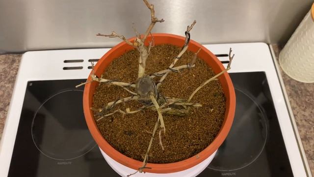 Hawthorn Bonsai - Crataegus monogyna - Bonsai 360 Video смотреть онлайн