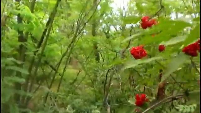 Красная бузина 27 Jun 2018 buzina red смотреть онлайн