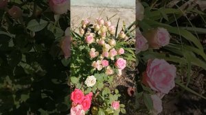 Роза Кордана в открытом грунте